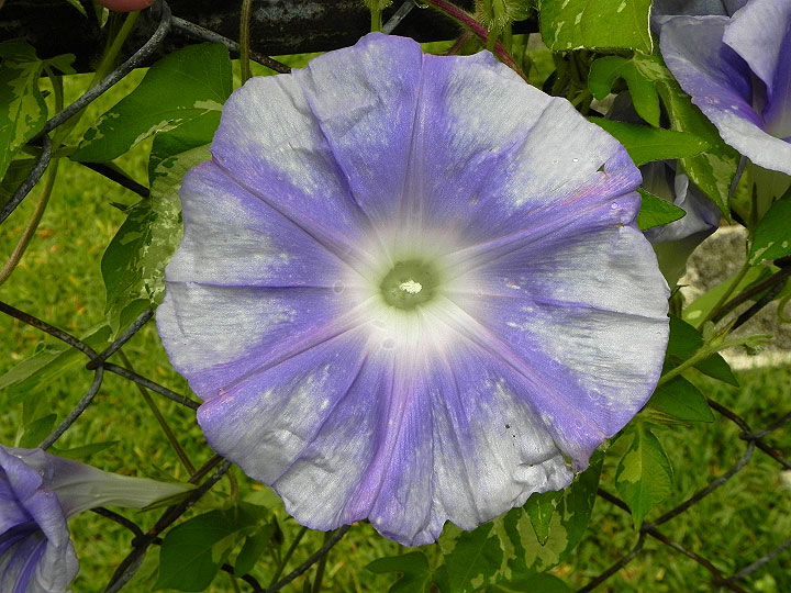 DSCN4418