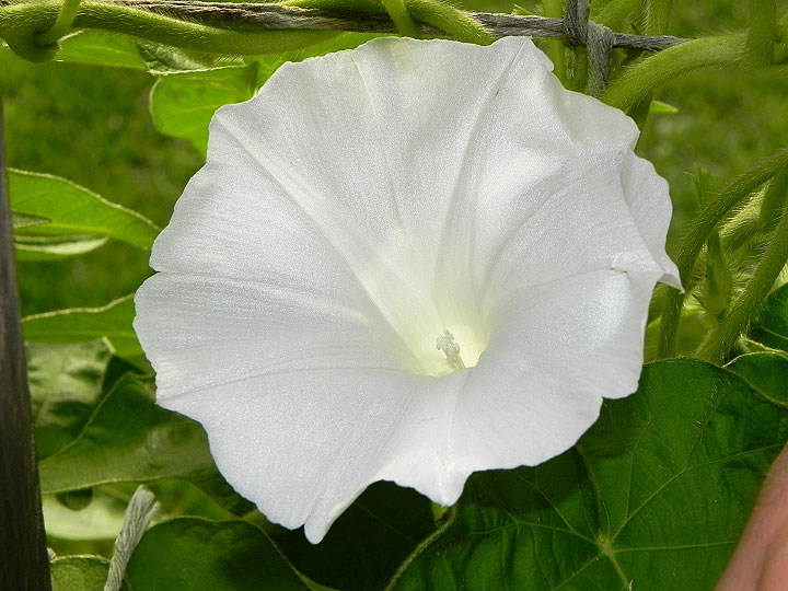 DSCN4483