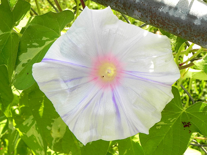 DSCN4800