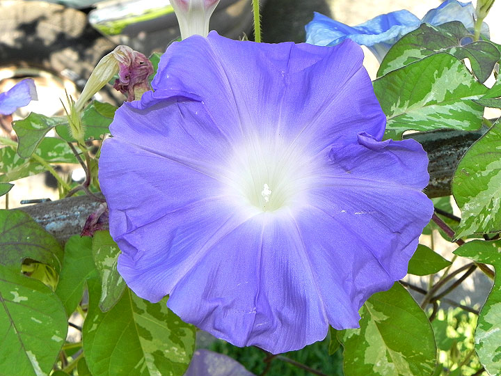 DSCN4949