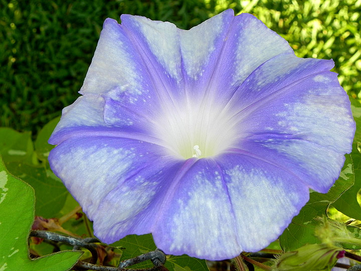 DSCN4950