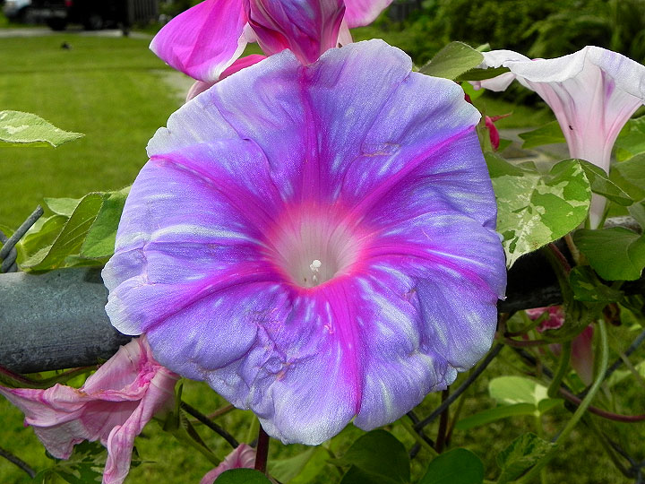 DSCN5146