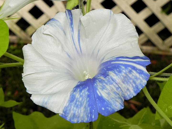 DSCN5245