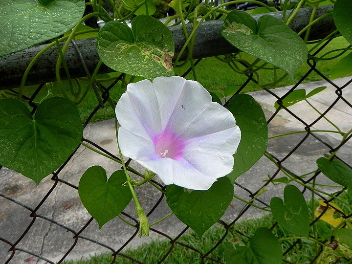 DSCN5389