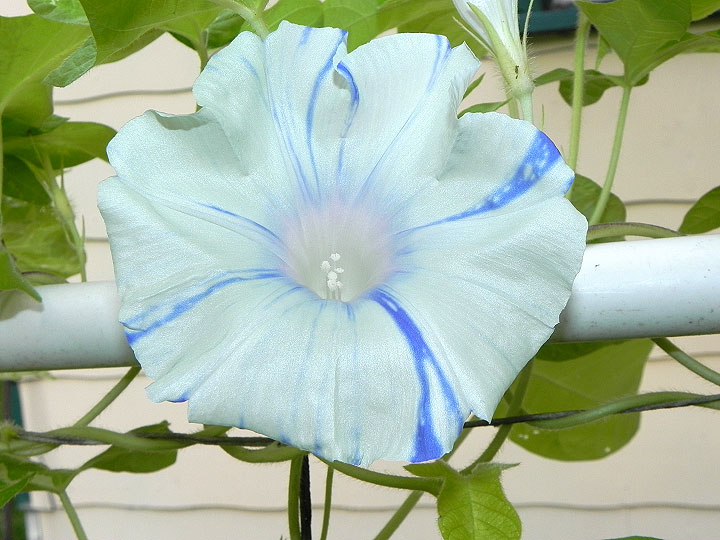 DSCN5425