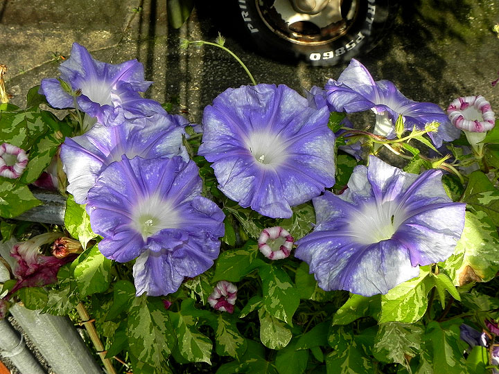 DSCN5448_01