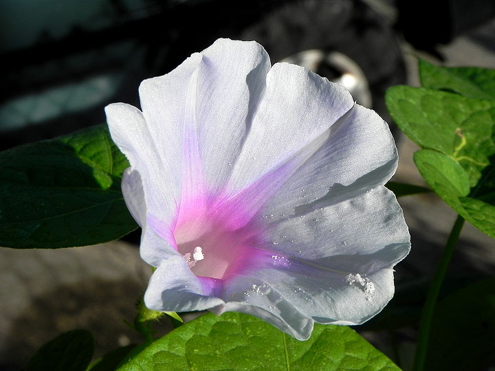 DSCN5451