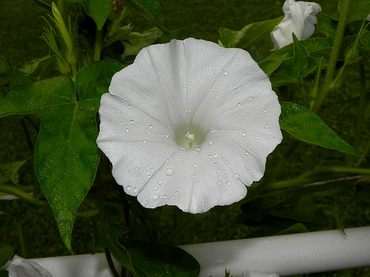 DSCN5528