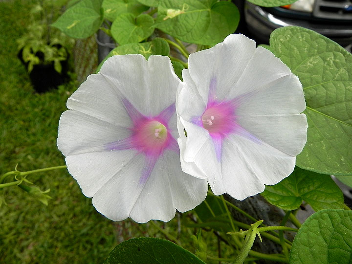 DSCN5675_01