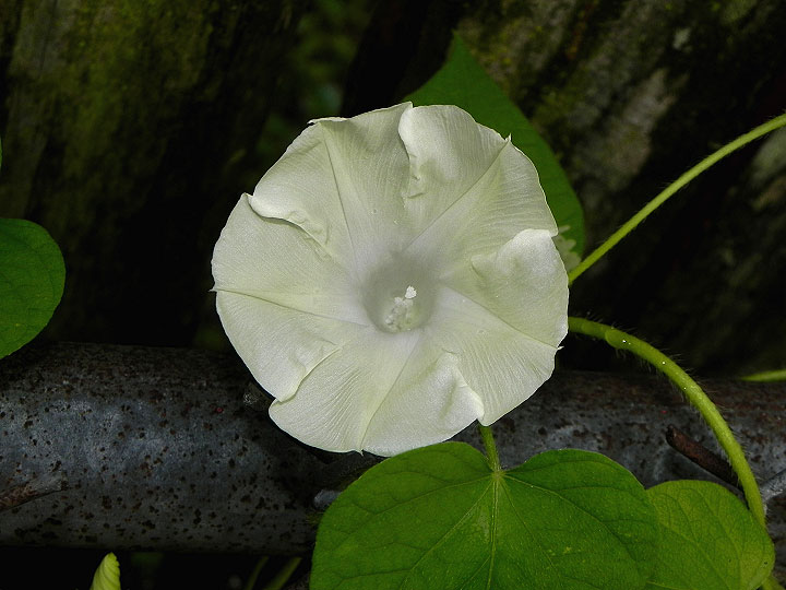 DSCN5778