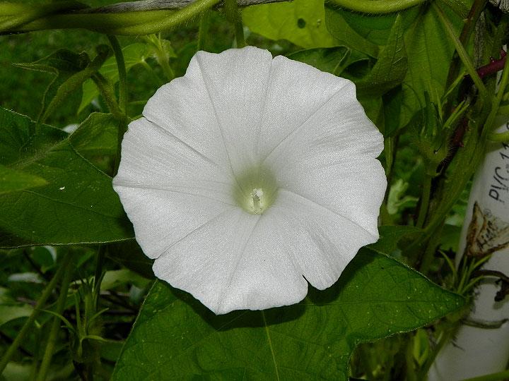 DSCN5912