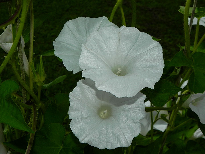 DSCN5913