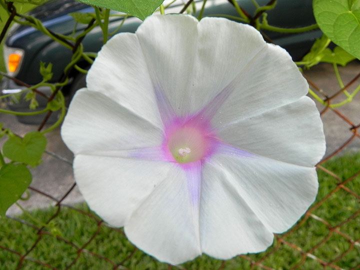 DSCN5970