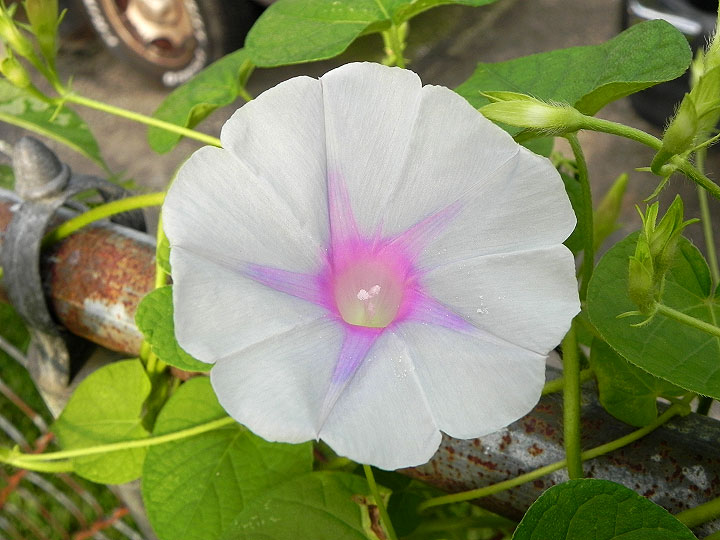 DSCN6047