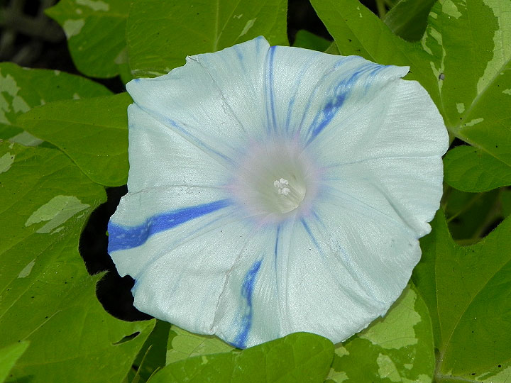 DSCN6218