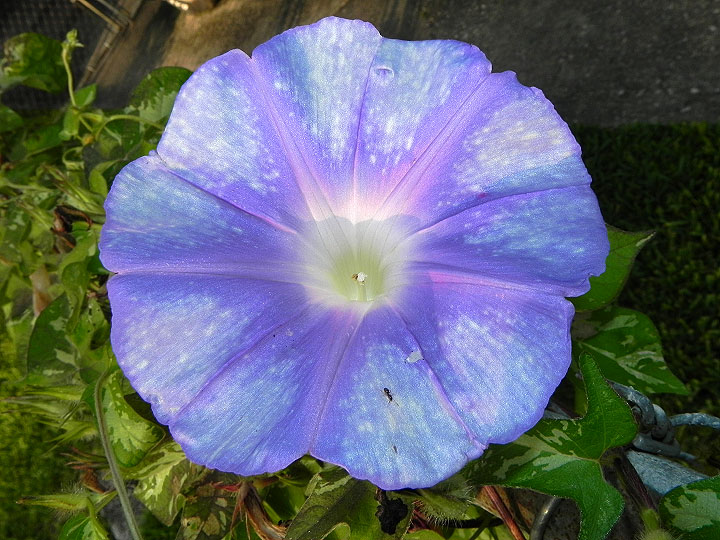 DSCN6639