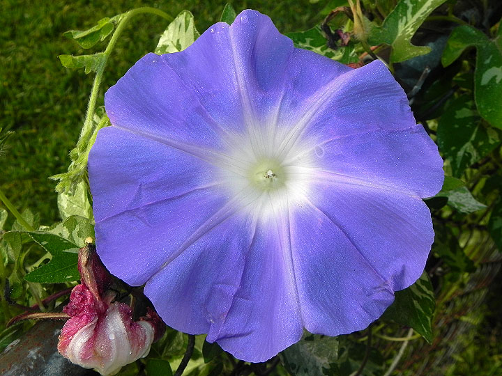 DSCN7451