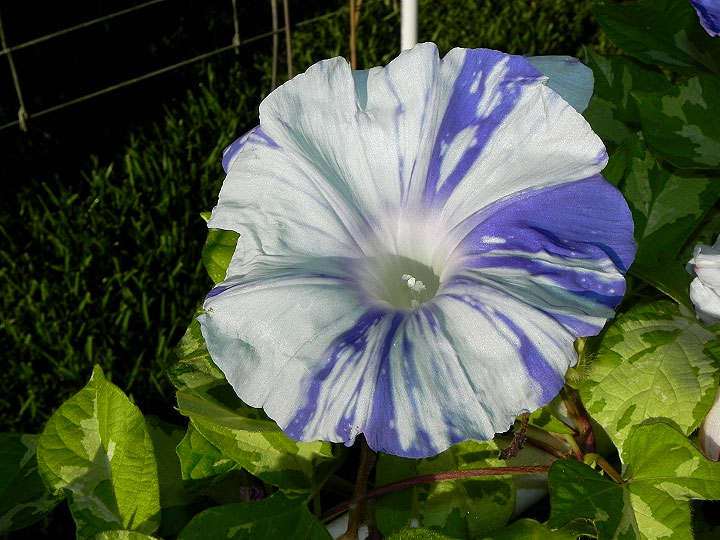 DSCN7905