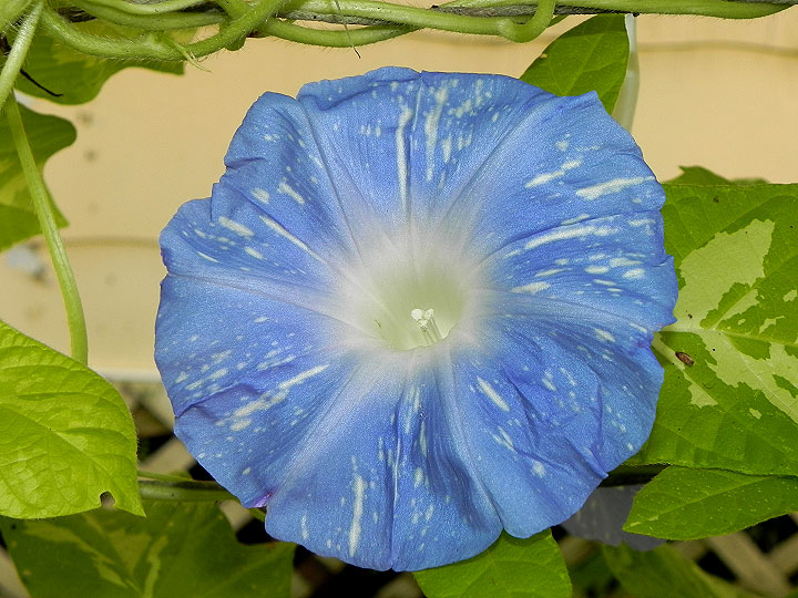 DSCN8013