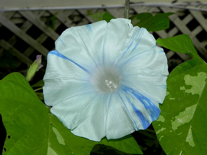 DSCN8351