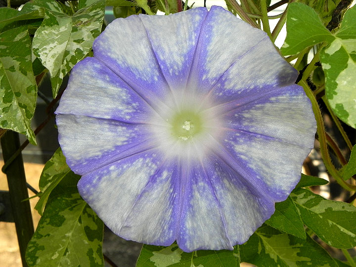 DSCN8408