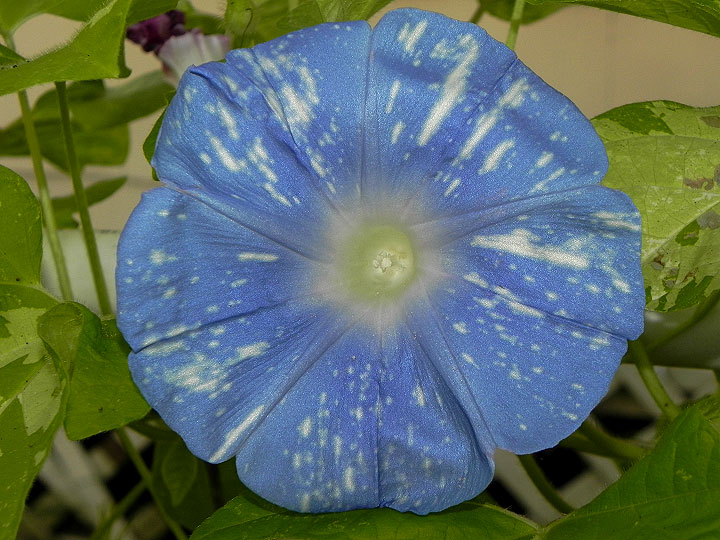 DSCN8658