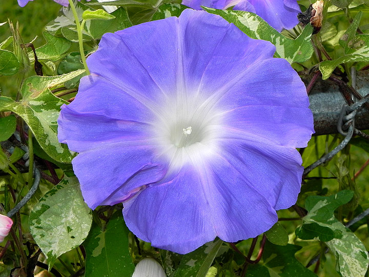 DSCN9010