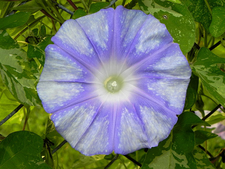 DSCN9011