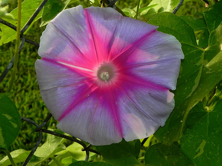 DSCN9049