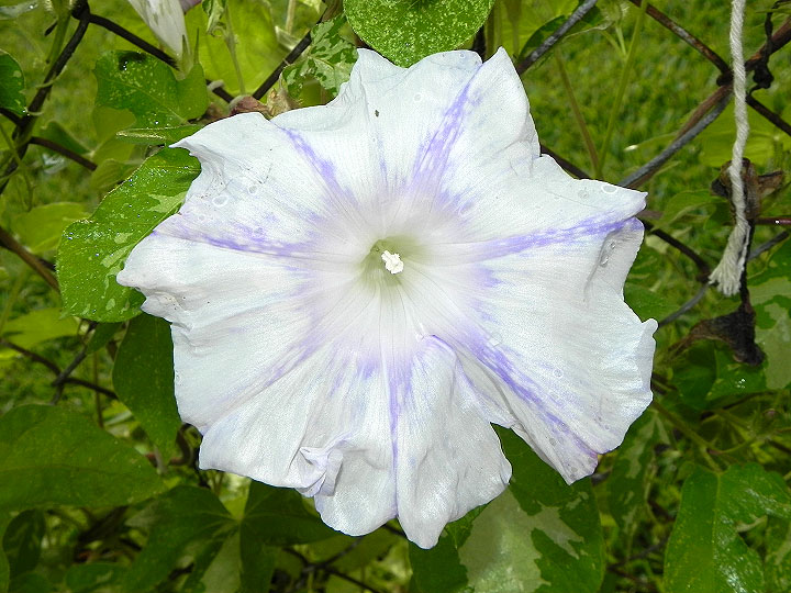 DSCN9607