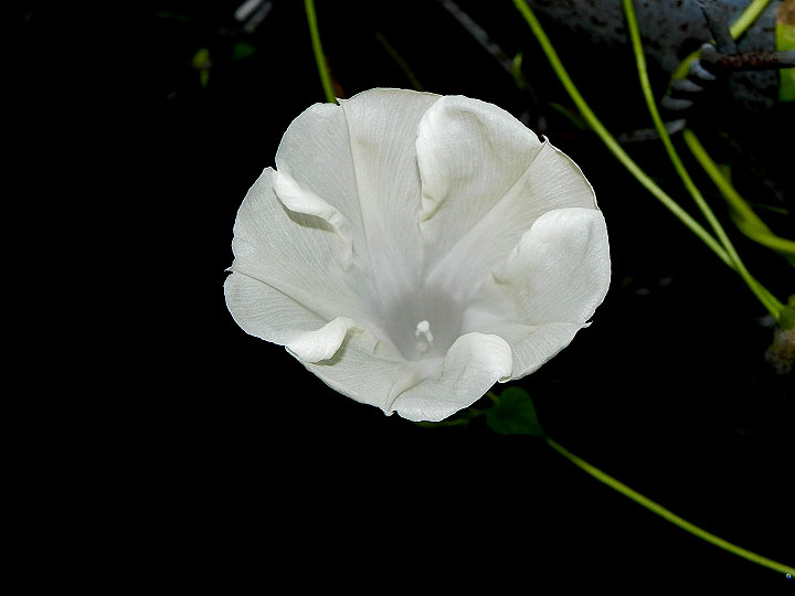 DSCN9694
