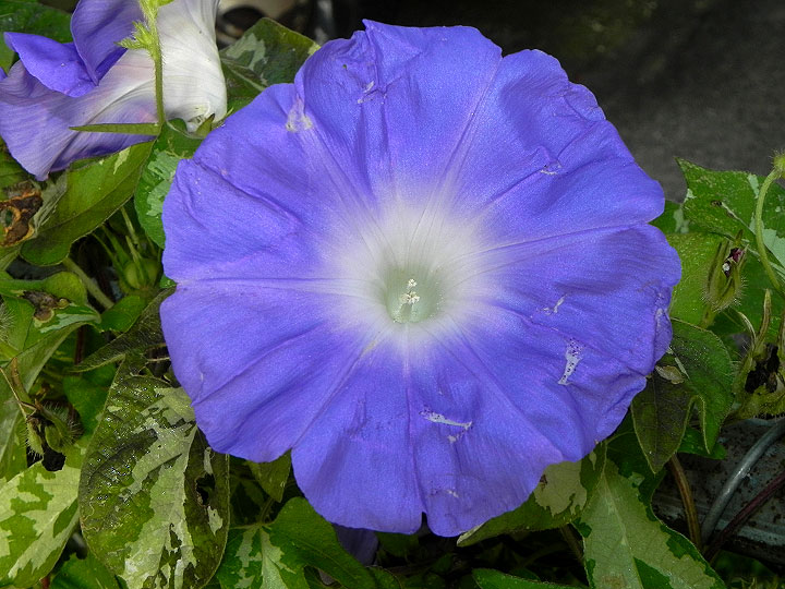 DSCN9809