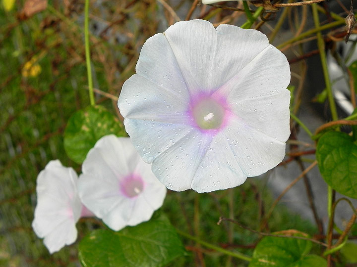 DSCN9977