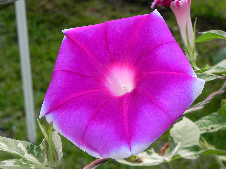 1-42e-DSCN8085