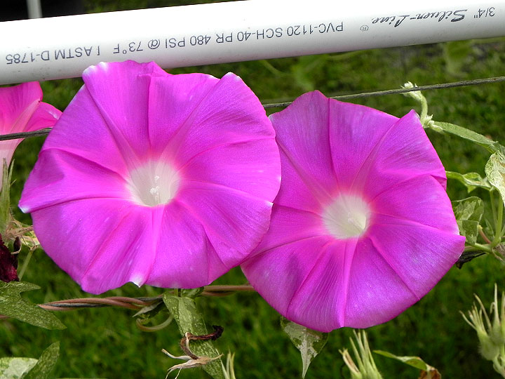 3-42e-DSCN4618