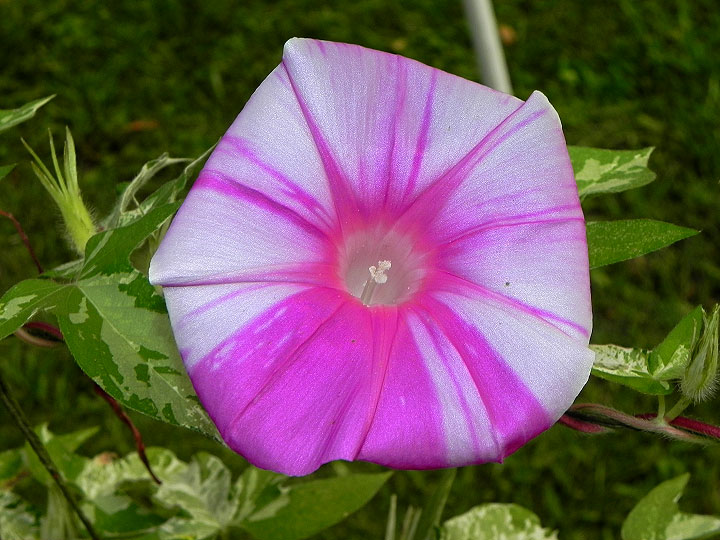 42e-DSCN0795