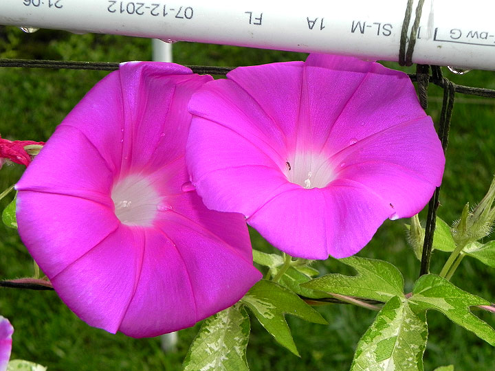 42e-DSCN1724