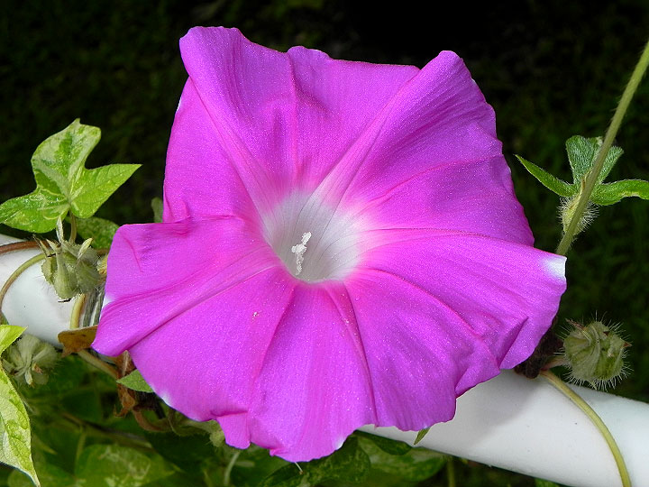 42e-DSCN3675
