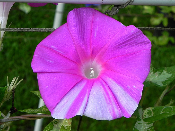 42e-DSCN4613