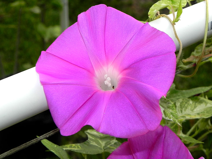 42e-DSCN4619