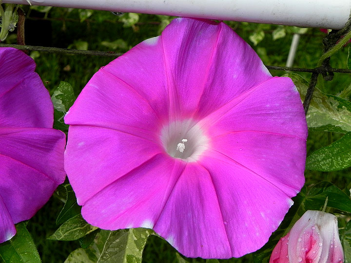 42e-DSCN5246