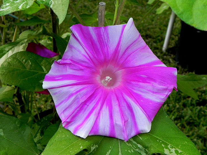 42e-DSCN6181