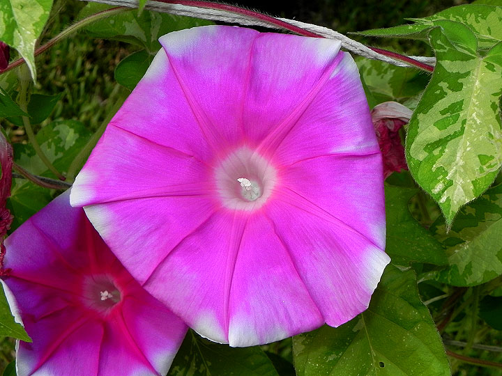 42e-DSCN6735