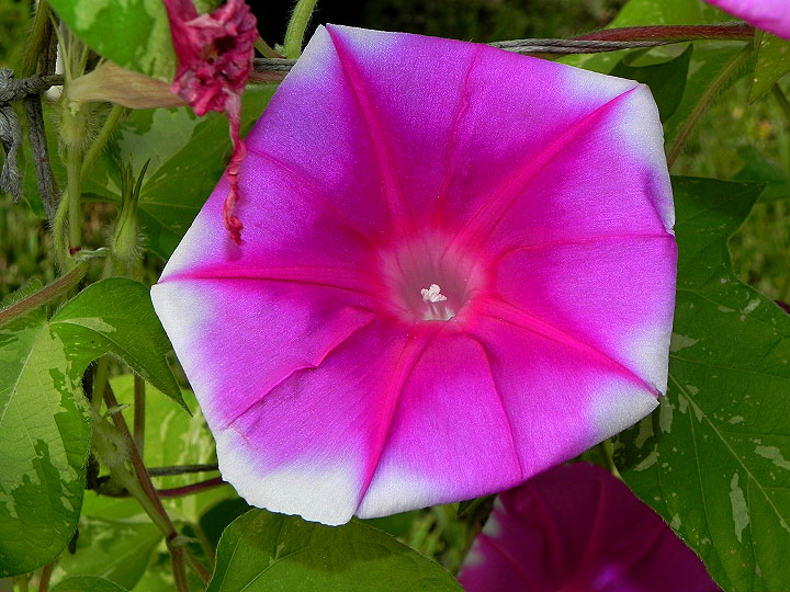 42e-DSCN6736
