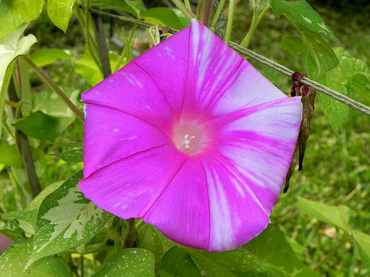 42e-DSCN7105