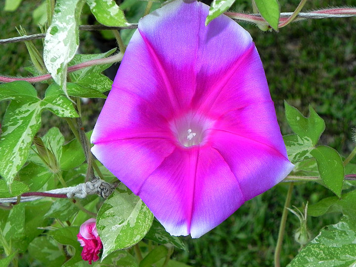 42e-DSCN7448
