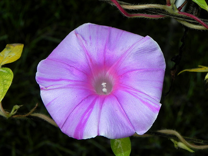 42e-DSCN74512