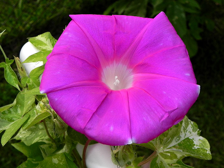 6-42e-DSCN1268