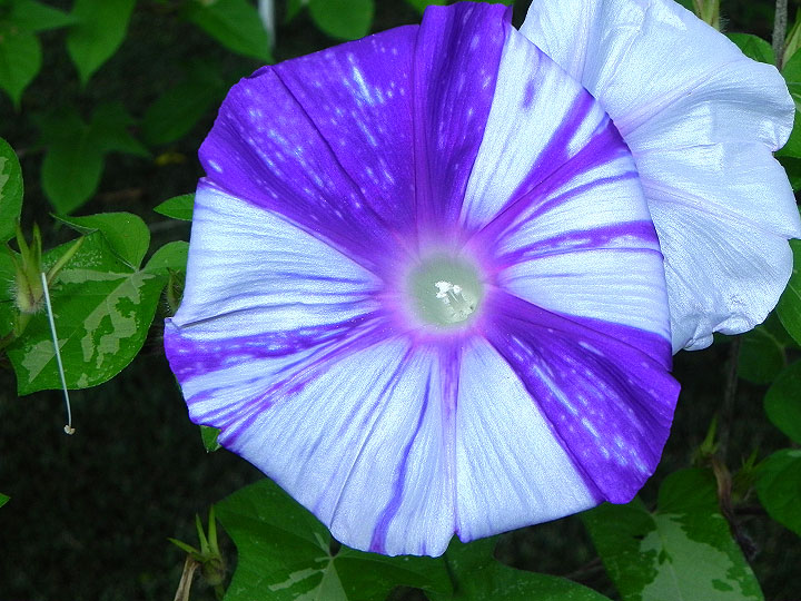 DSCN0064