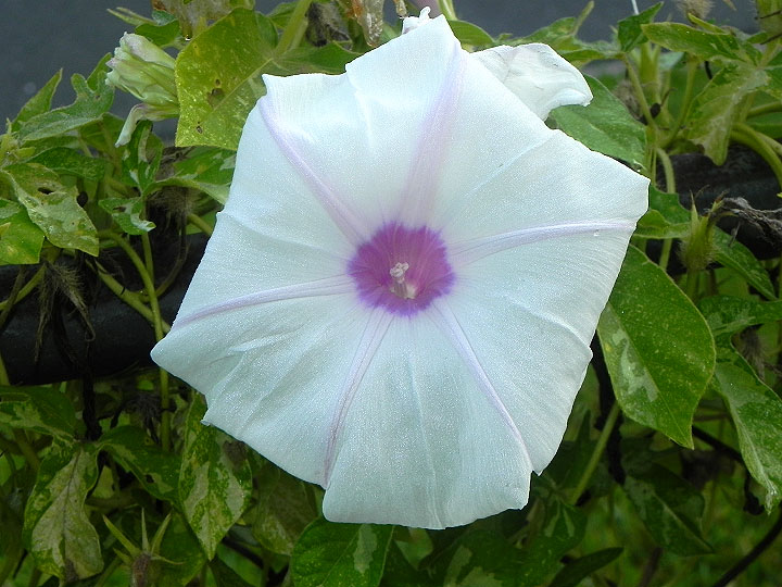 DSCN0198
